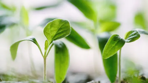 image of seedling emerging from soil
